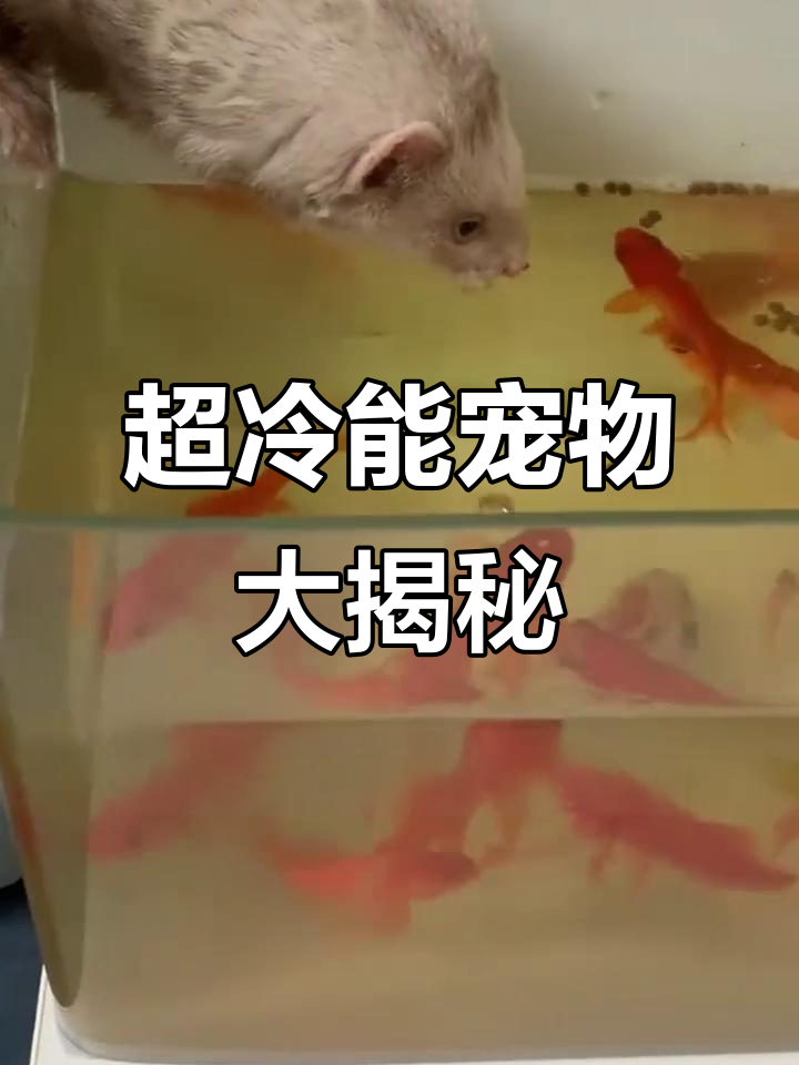 5种超冷门宠物,养了火爆朋友圈!