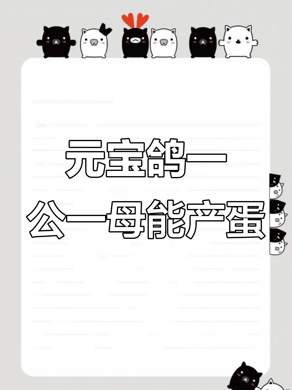 鸽子与鸡杂交,体型超大的元宝鸽轻松繁殖!