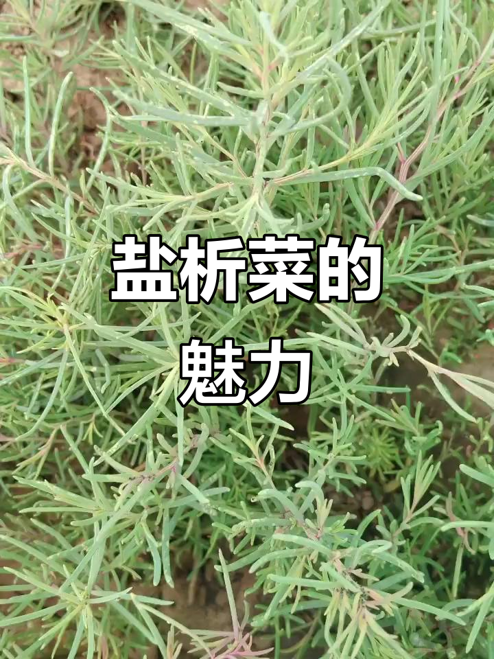 盐析菜的制作技巧与独特风味