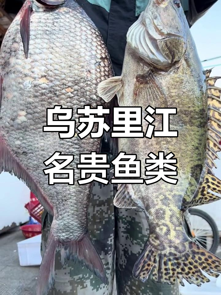 乌苏里江野生鳌花鱼与法罗鱼的独特美味,清蒸红烧皆宜