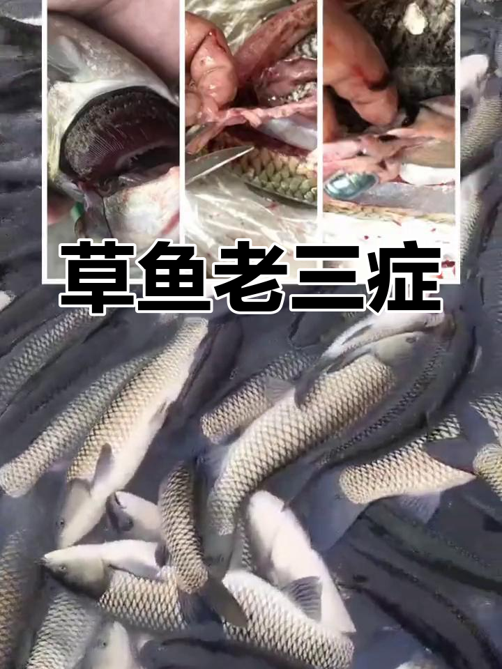 草鱼常见三大病,你遇到过吗?