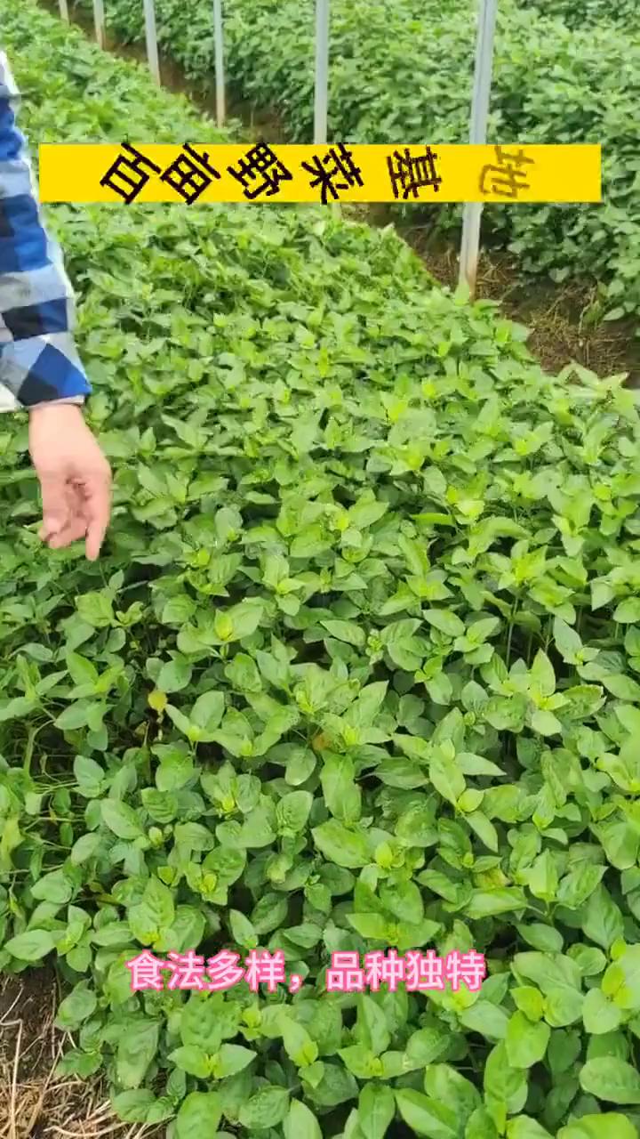 驴龙尖野菜,山野间的独特美味