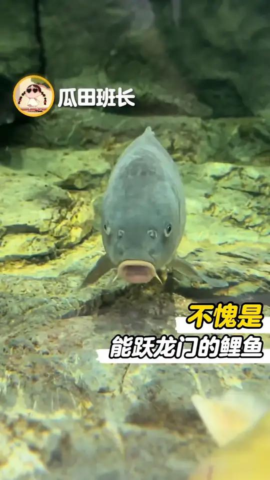 谁言鲤族无大帝,尔等凡鱼,不过尔尔!