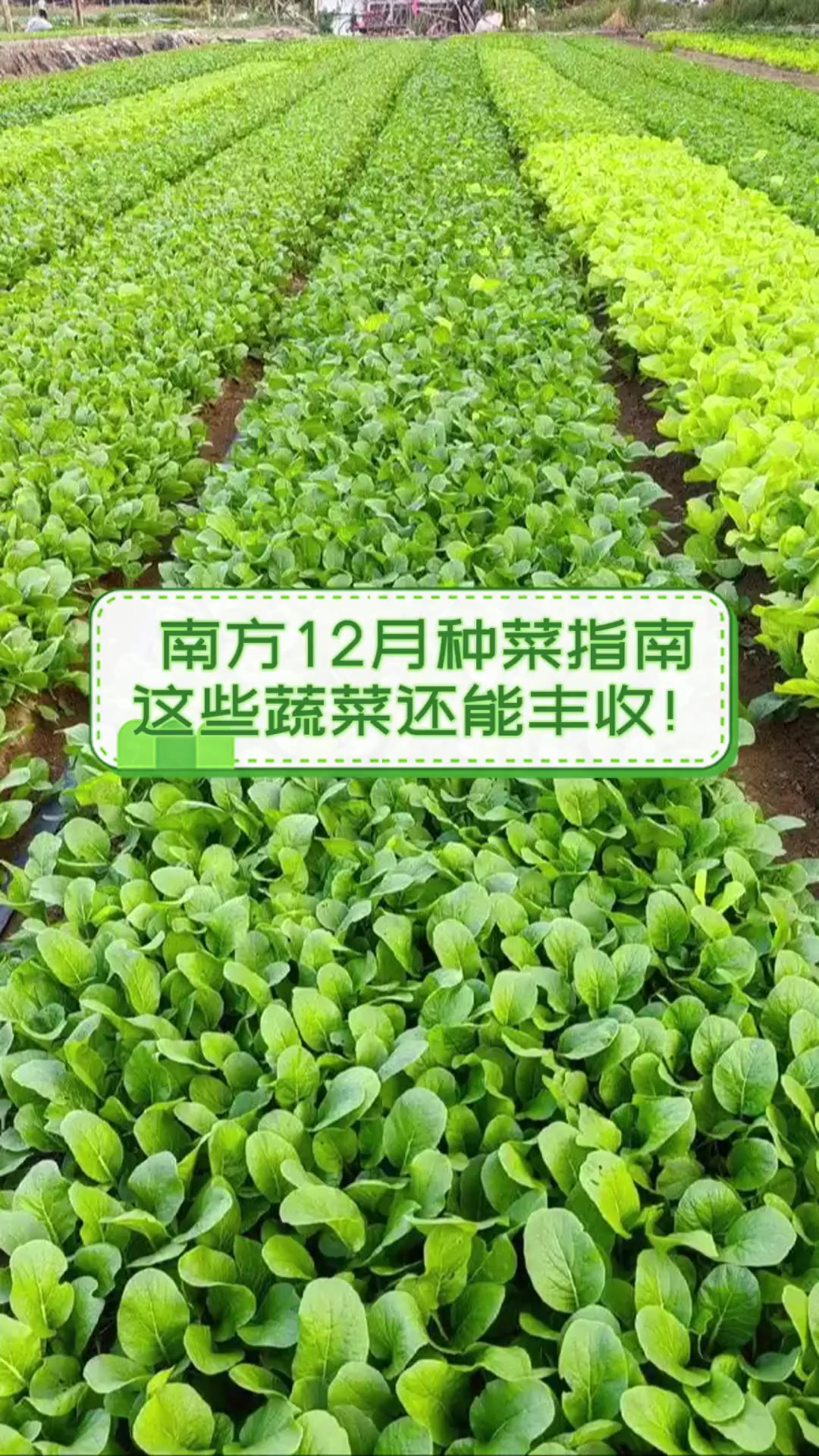 南方12月种菜指南,这些蔬菜还能丰收!