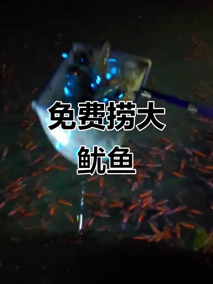 遇到千斤荧光鱿鱼,灯光一关满天星光