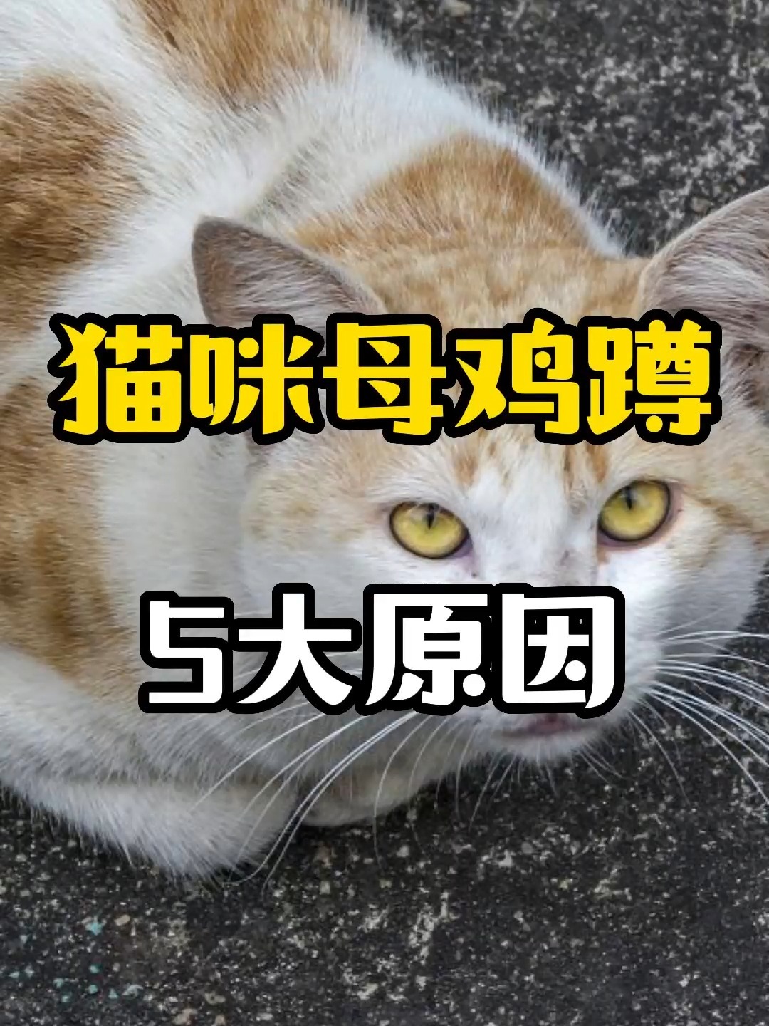猫咪母鸡蹲的5大原因
