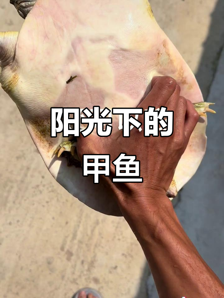 甲鱼在阳光下拍出惊艳照片,真实户外展示