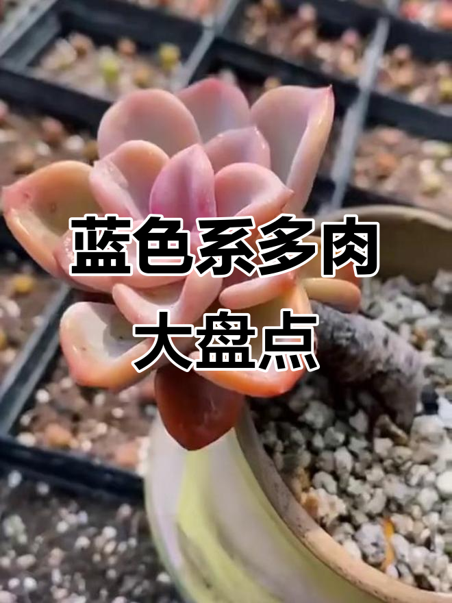 14种蓝色系多肉,你最喜欢哪一款?