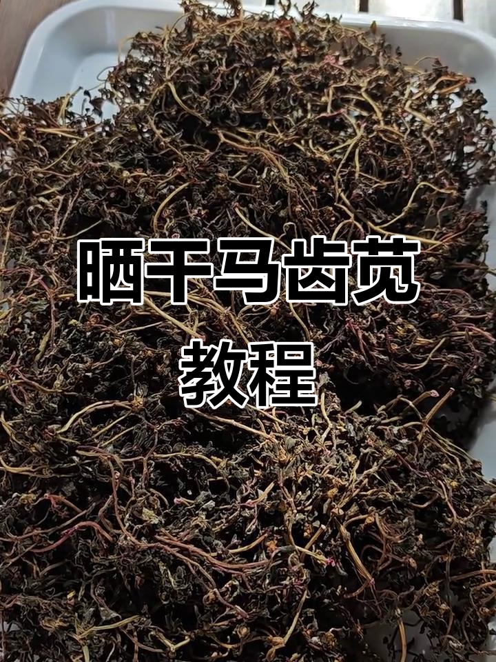 晒干马齿苋,轻松做中菜,教你如何吃得更美味