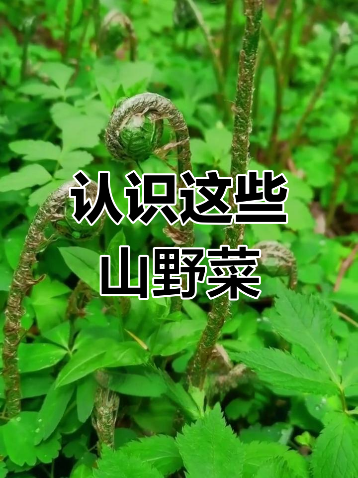 东北人必知的18种山野菜
