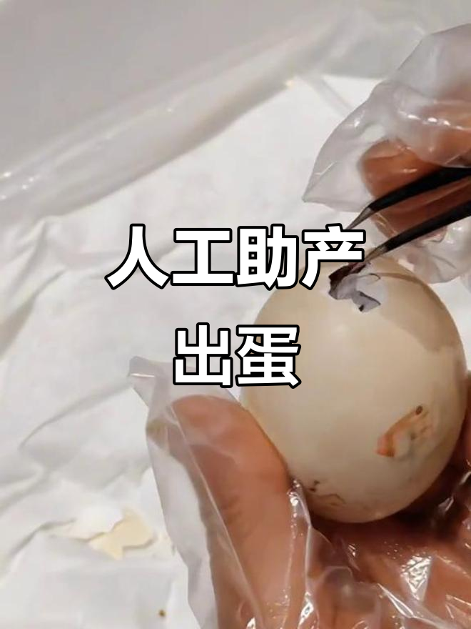 鸳鸯鸭32天未出壳,人工助产成功!