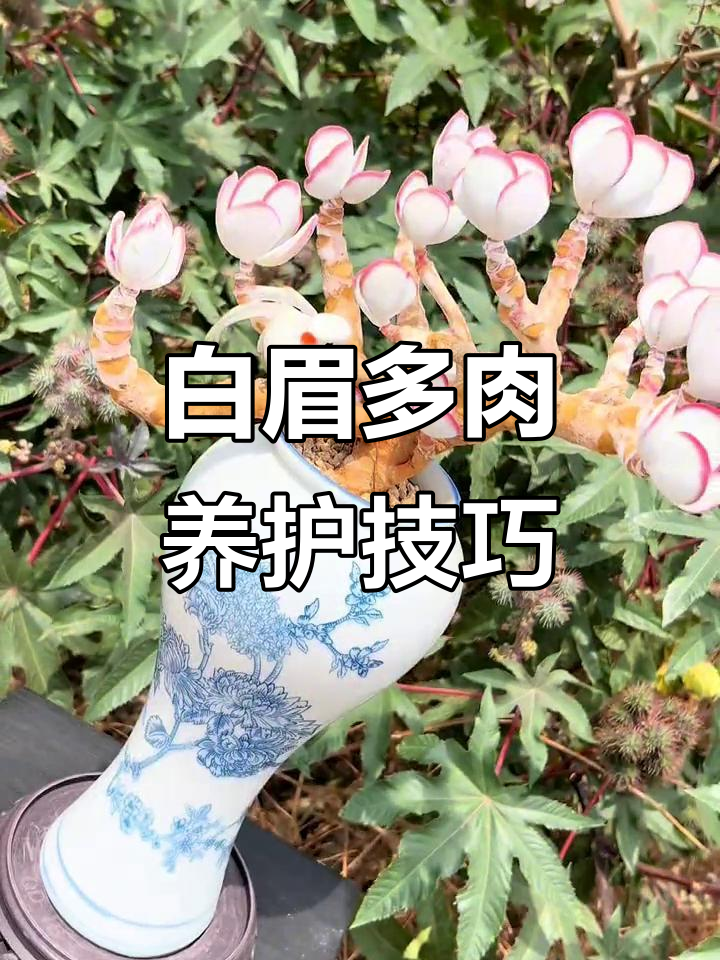 养花选对品种,白眉多肉让你爱不释手