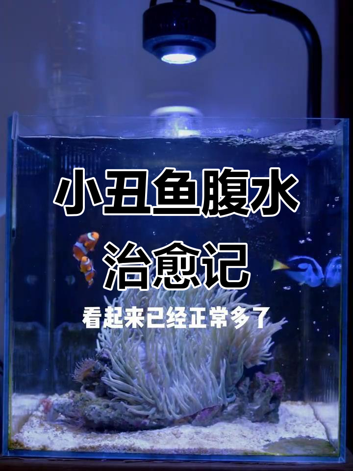 小丑鱼腹水治疗全过程,从绝望到重生