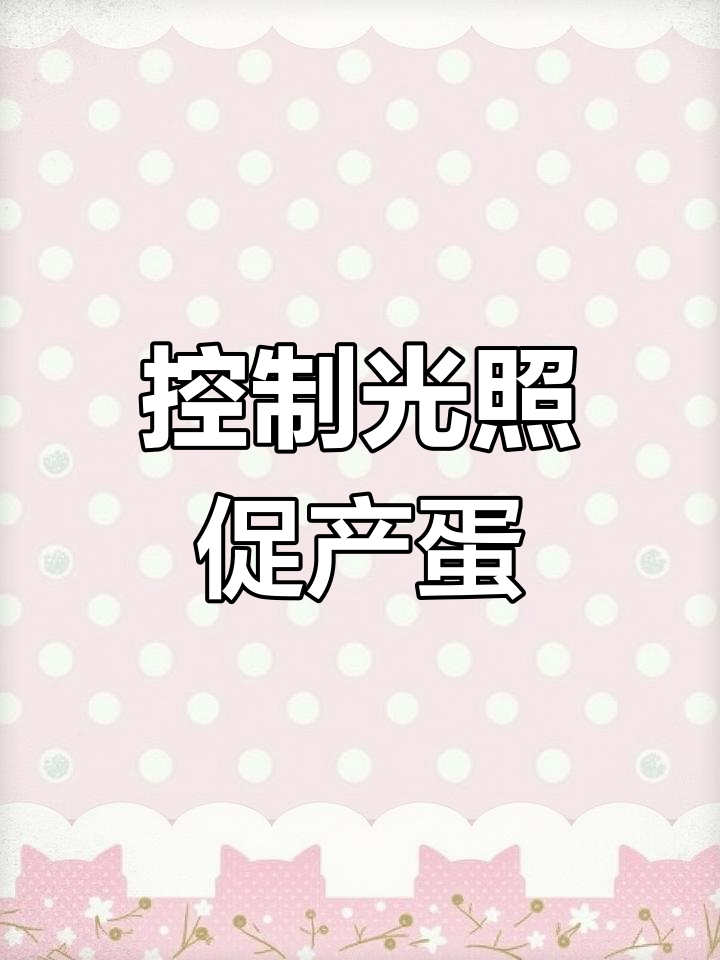 养鸡场如何精准控制母鸡产蛋时间,提高产量?