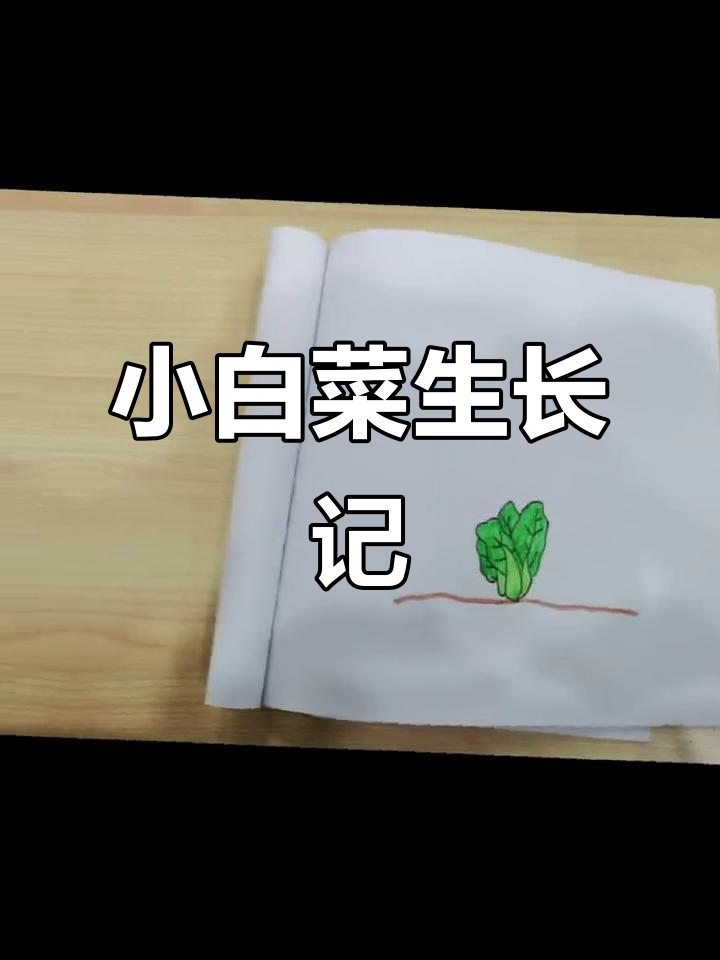 小青菜从种子到嫩苗的成长过程,简单又有趣