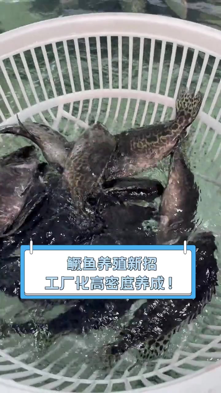 鳜鱼养殖新招,工厂化高密度养成!