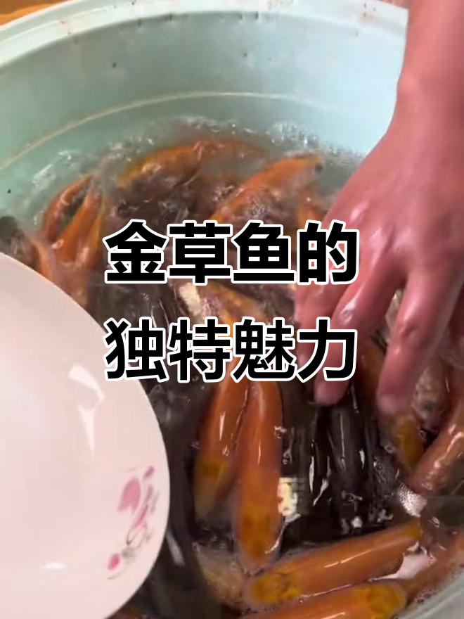 俄罗斯金草鱼,口感更佳,养殖轻松超越普通草鱼!