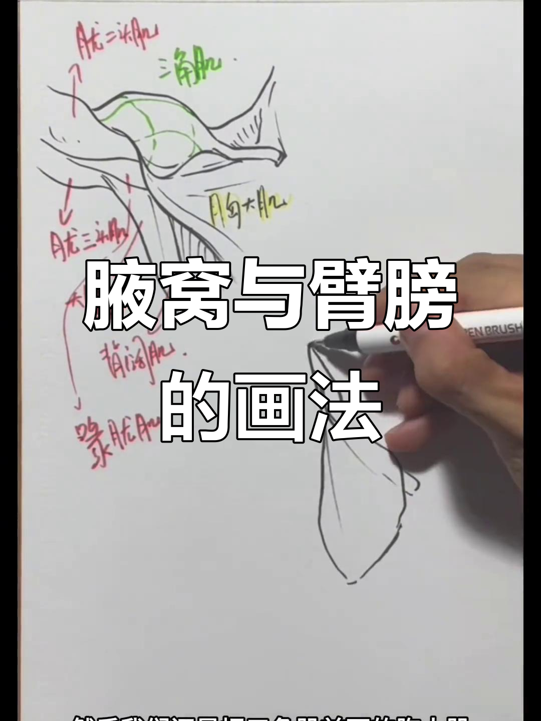 腋下肌肉结构大揭秘,轻松掌握人体解剖!