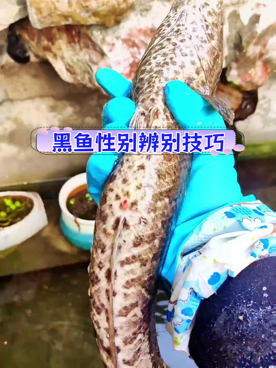 如何区分黑鱼公母?专家解答