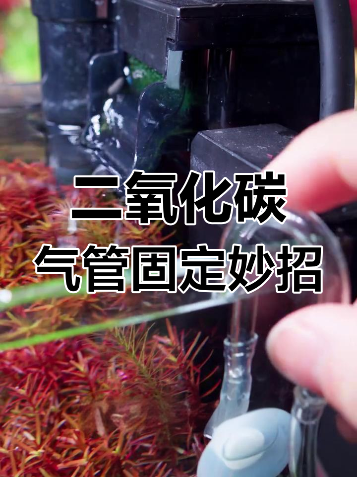 鱼缸二氧化碳气管整理神器,玻璃U型管让走线更美观