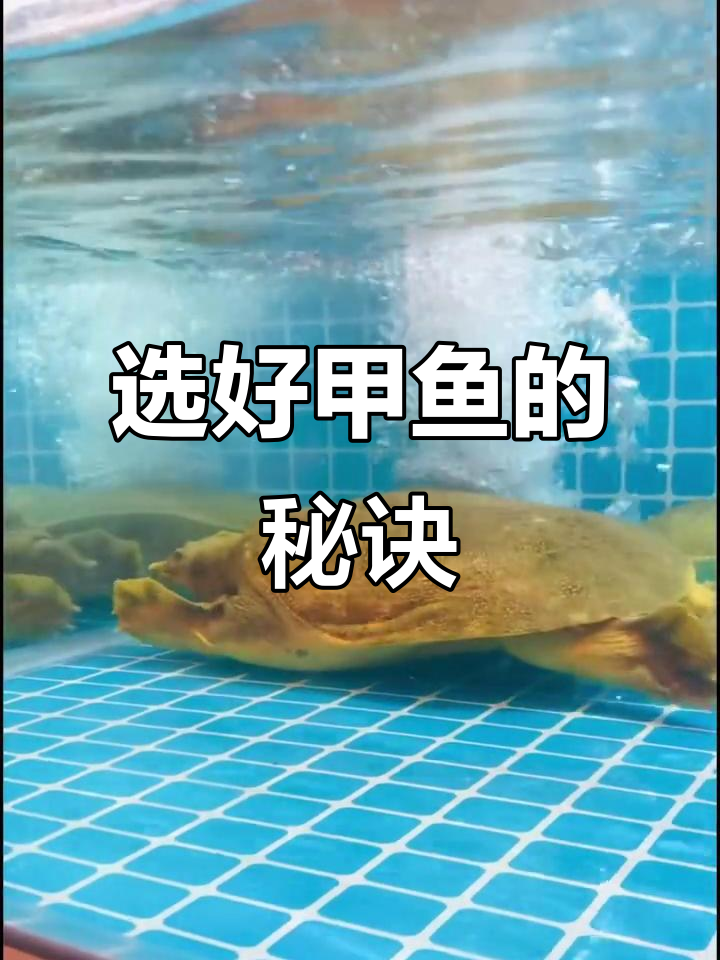 如何挑选高品质甲鱼？公母、颜色全解析