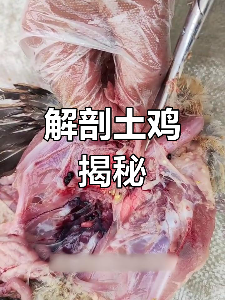 解剖一只死鸡,揭示死亡原因