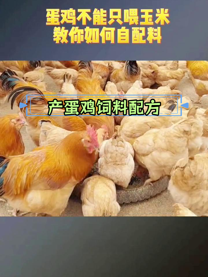 如何提高产蛋鸡的饲料利用率,提升下蛋数量
