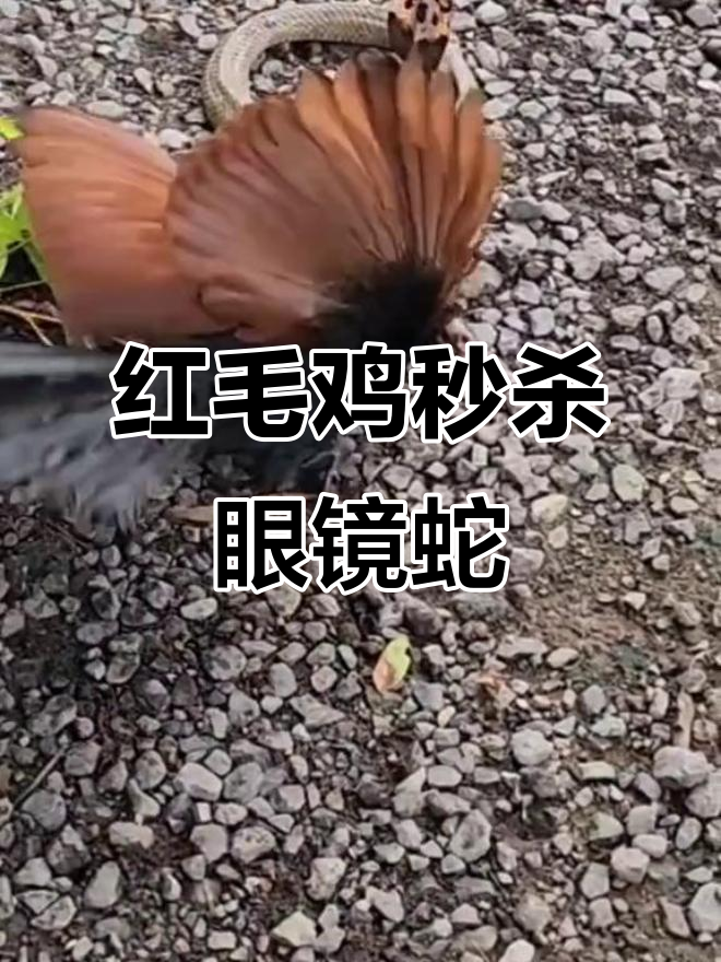 红毛鸡勇斗五米眼镜蛇,毒蛇变美食轻松搞定
