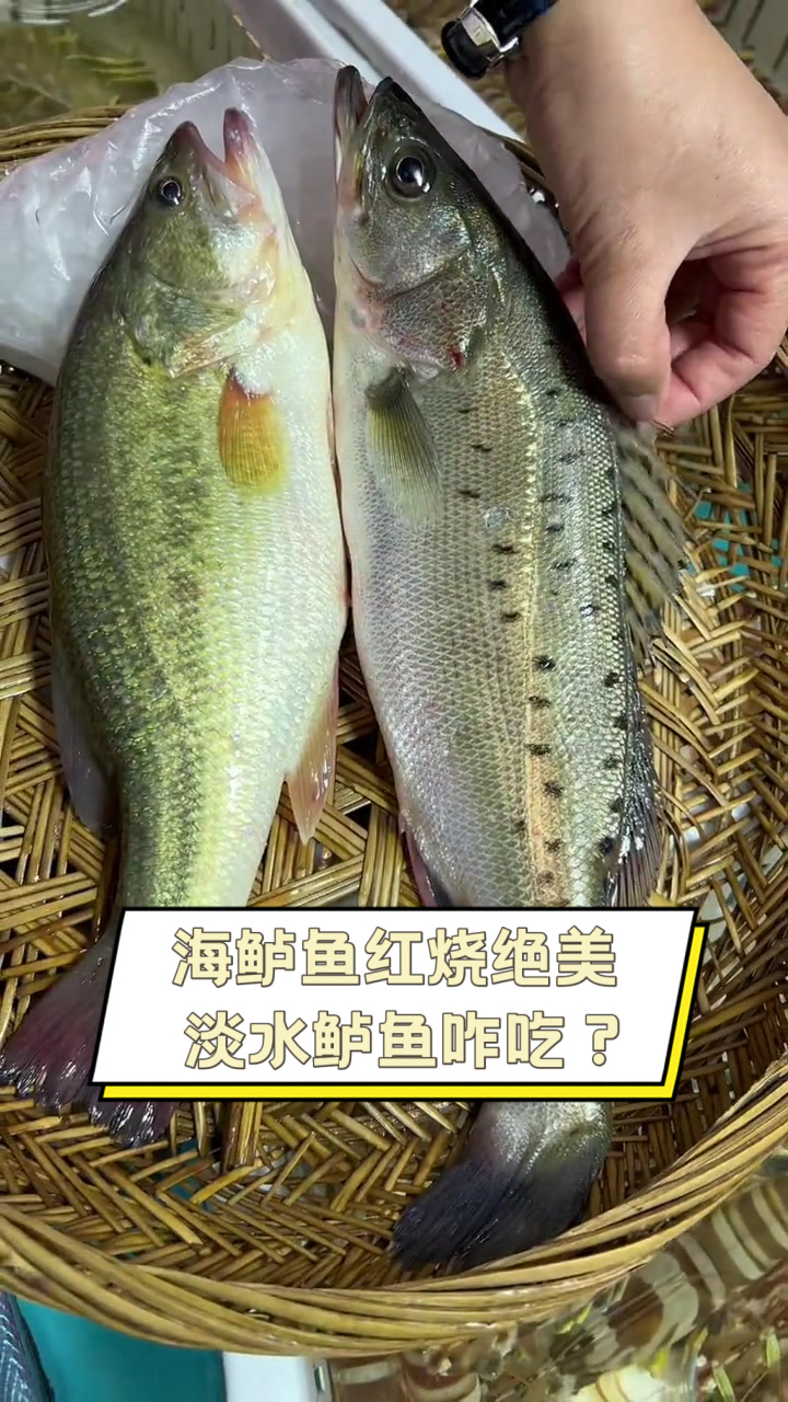 海鲈鱼红烧绝美，淡水鲈鱼咋吃？