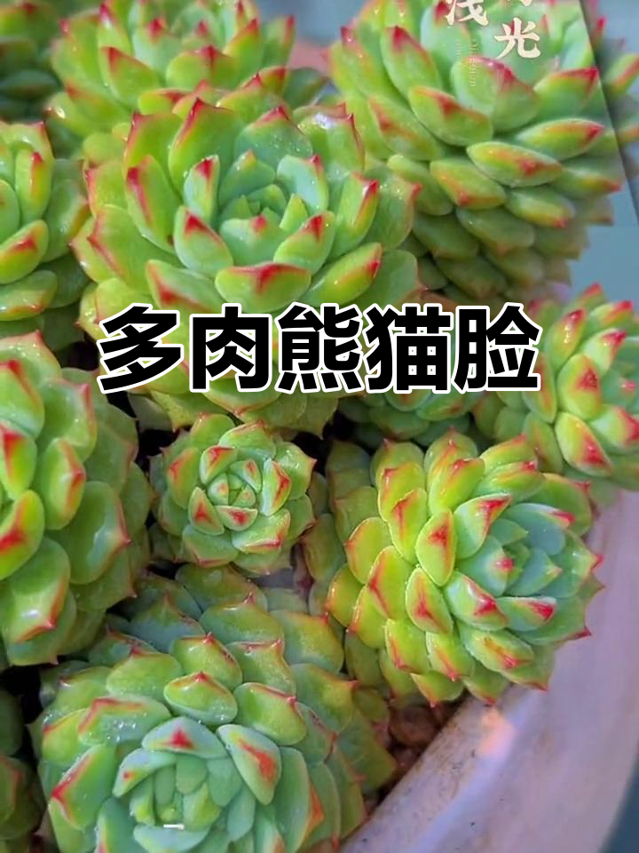 熊猫脸多肉,名字超好记!