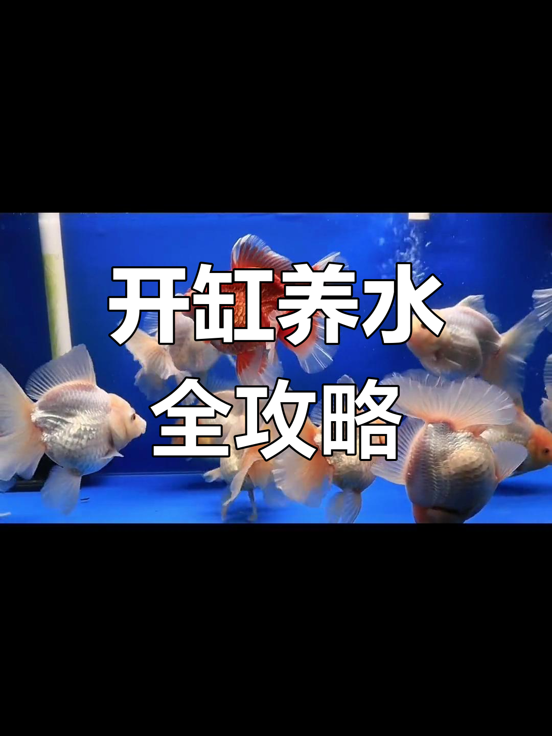 养鱼新手必看:如何正确开缸养水