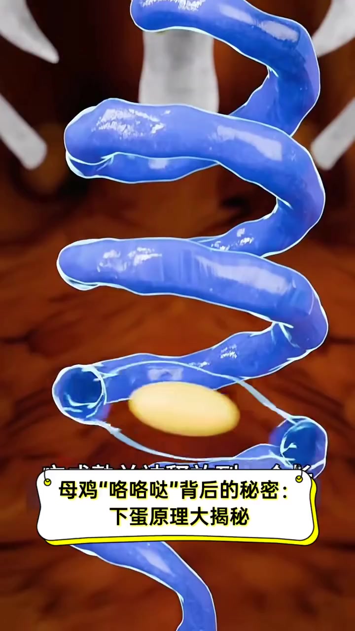 母鸡“咯咯哒”背后的秘密:下蛋原理大揭秘