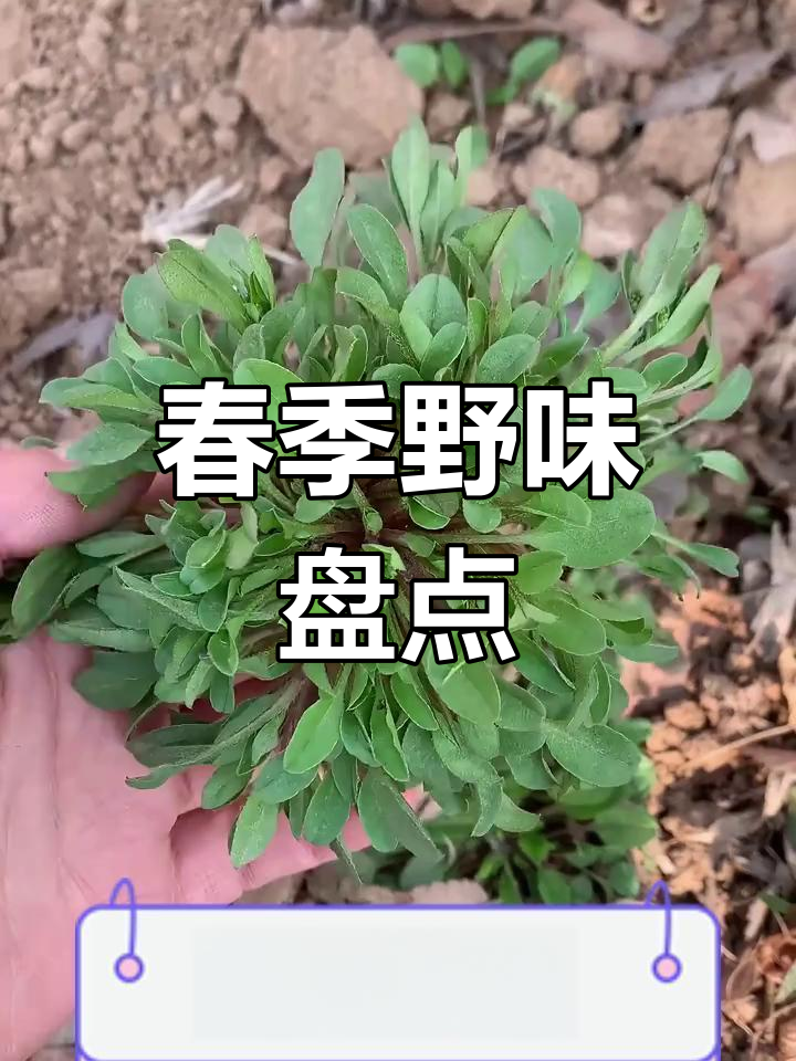 春天野菜大集结,12种美味等你尝!