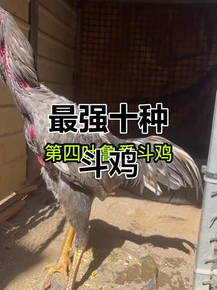 十大最凶猛斗鸡品种，看看你了解几种？