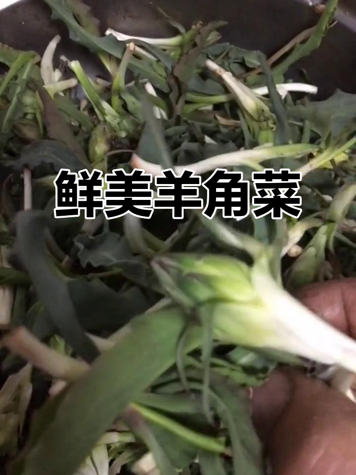 羊角菜:一种耐干山地野菜的独特美味与营养