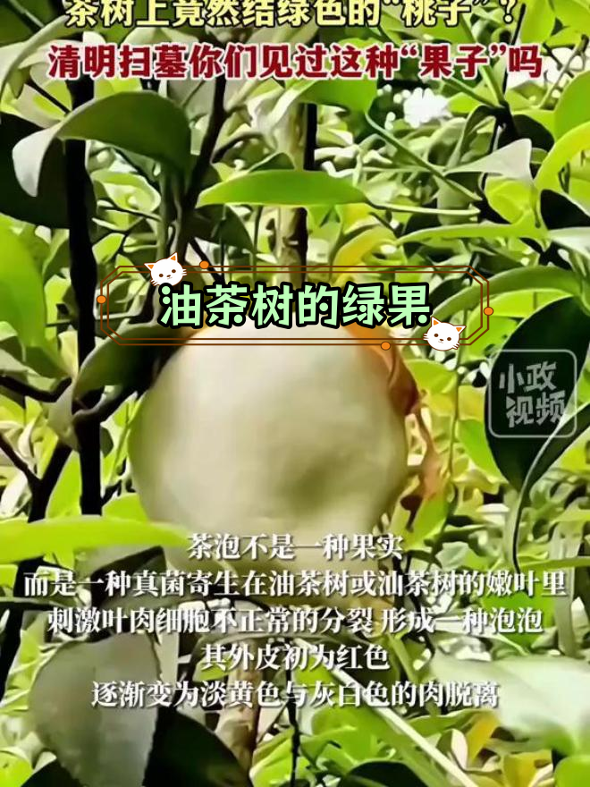 清明扫墓惊现绿色“桃子”,油茶树上的神秘果实