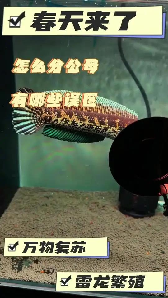 雷龙鱼分公母 春天来了三部曲(1)