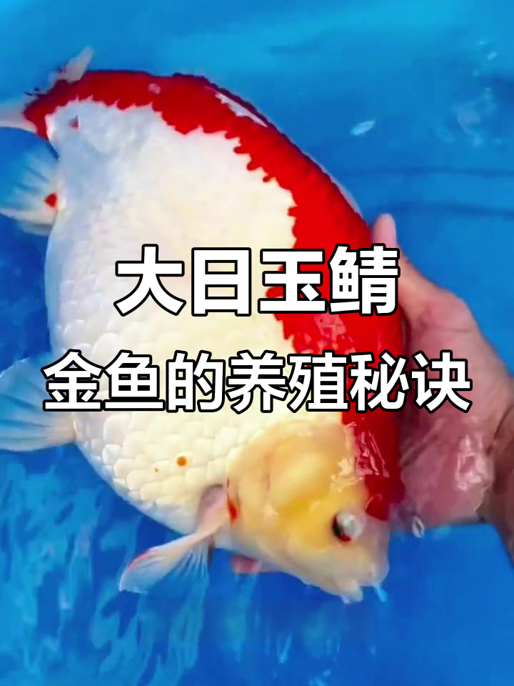 玉鲭金鱼如何喂出大体型?饲料选择很重要