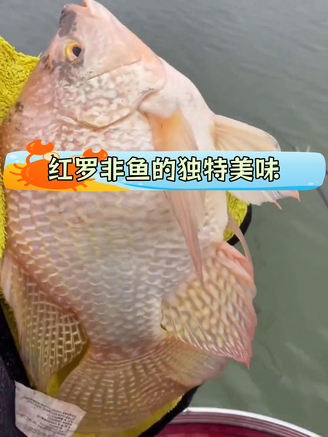 彩虹鲷:罗非鱼的新品种,肉质鲜美