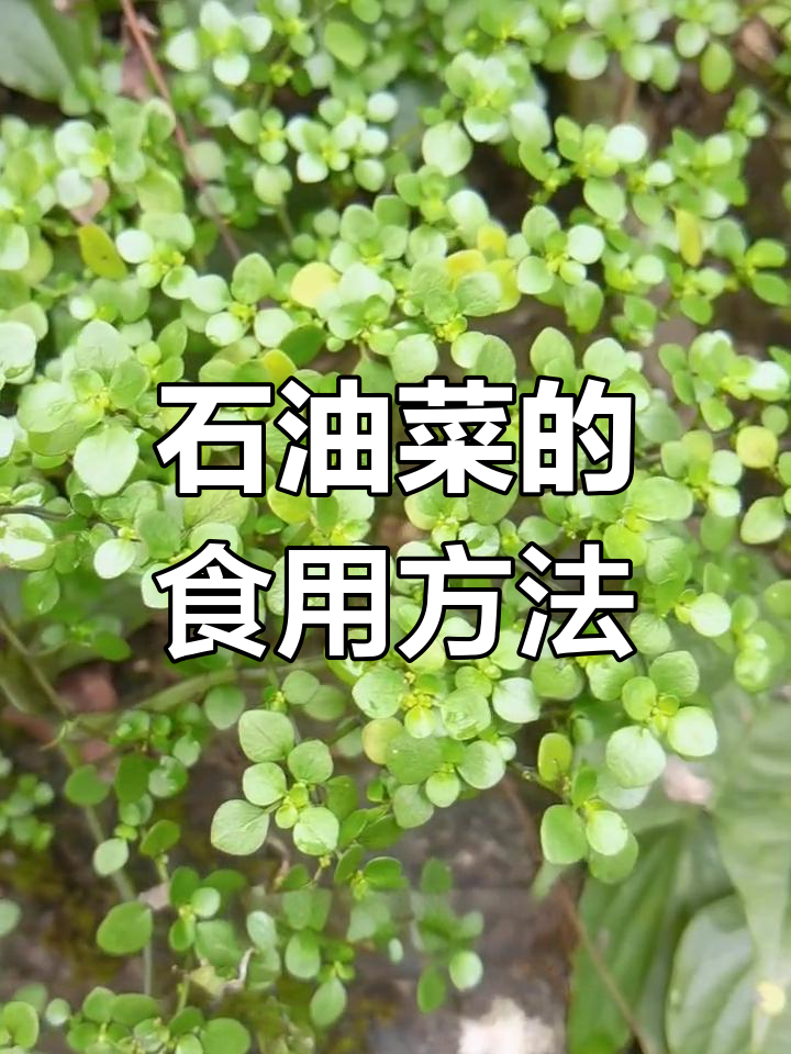 生长在石头上的清凉菜