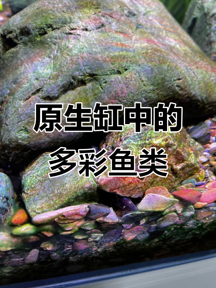 玻璃缸里的原生鱼世界,品种丰富让人惊叹
