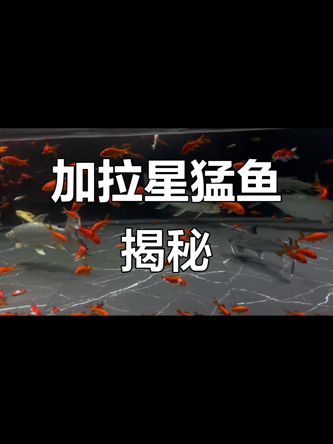 了解加拉辛猛鱼:纸里科鱼的秘密与分布