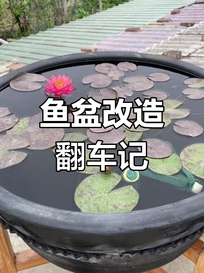 鱼盆造景翻车,简单却有格调