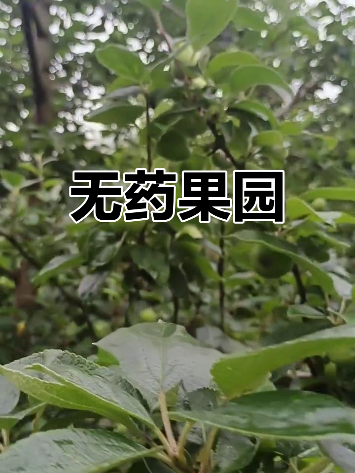 山中鸡冠苹果园,自然生长无农药,健康完美!
