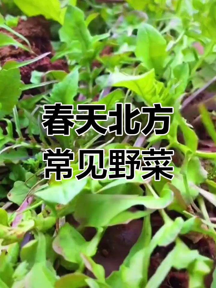 北方春季必吃野菜大盘点,看看你尝过几种?