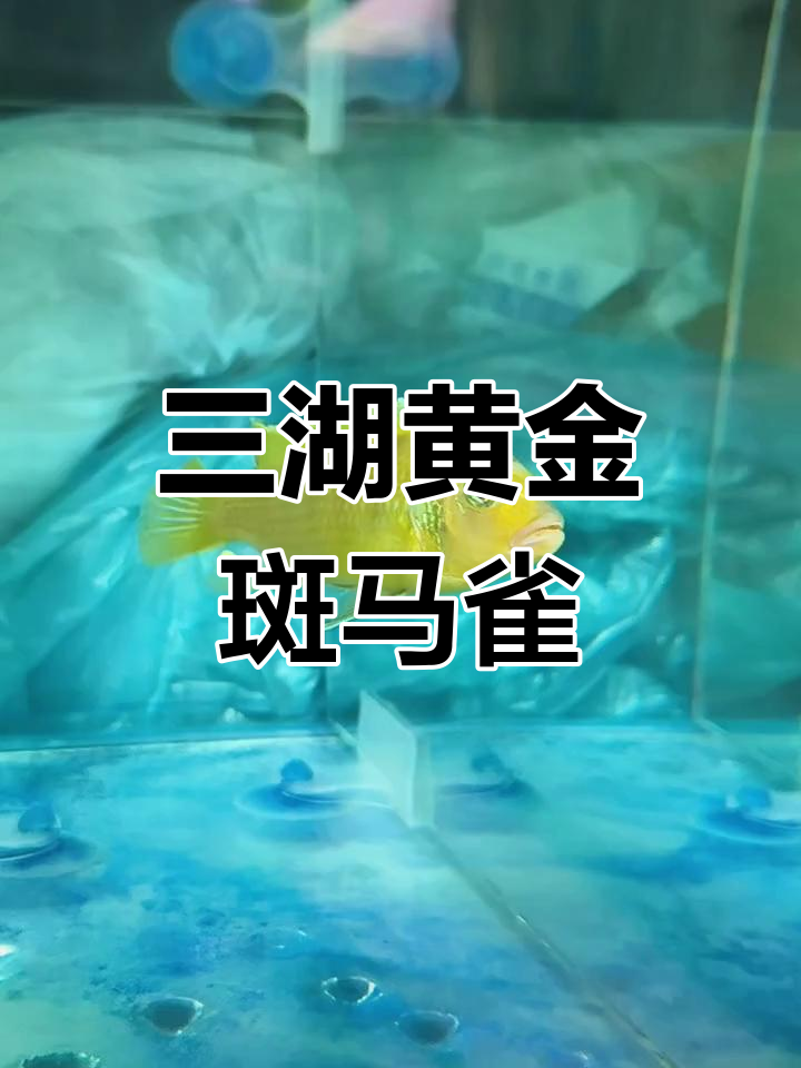 黄金斑马雀:三湖慈鲷的瑰宝
