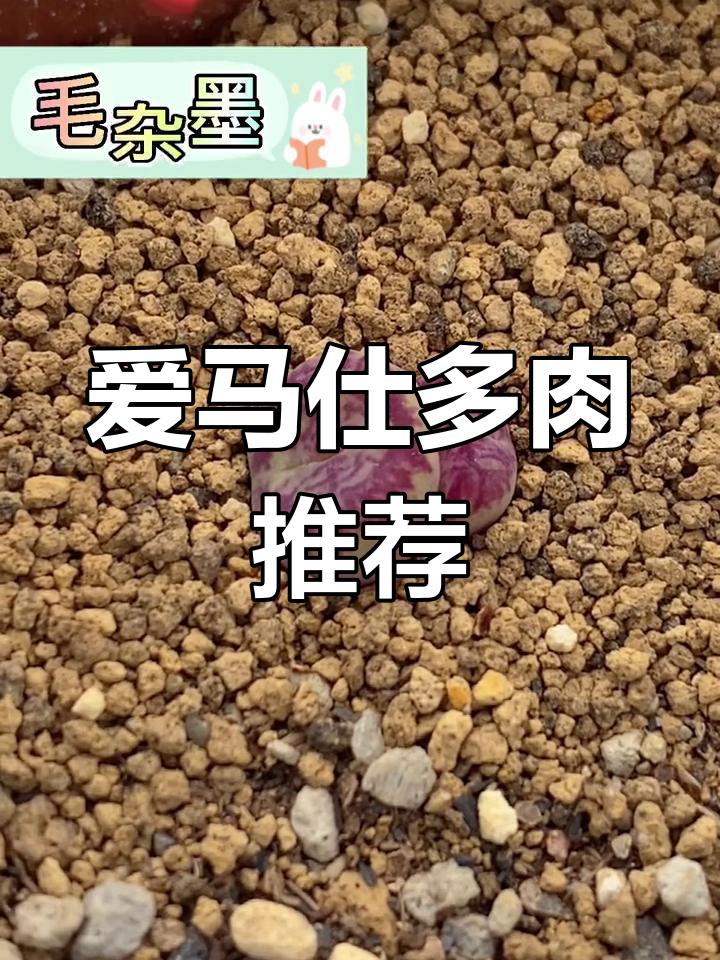 稀有肉锥品种盘点