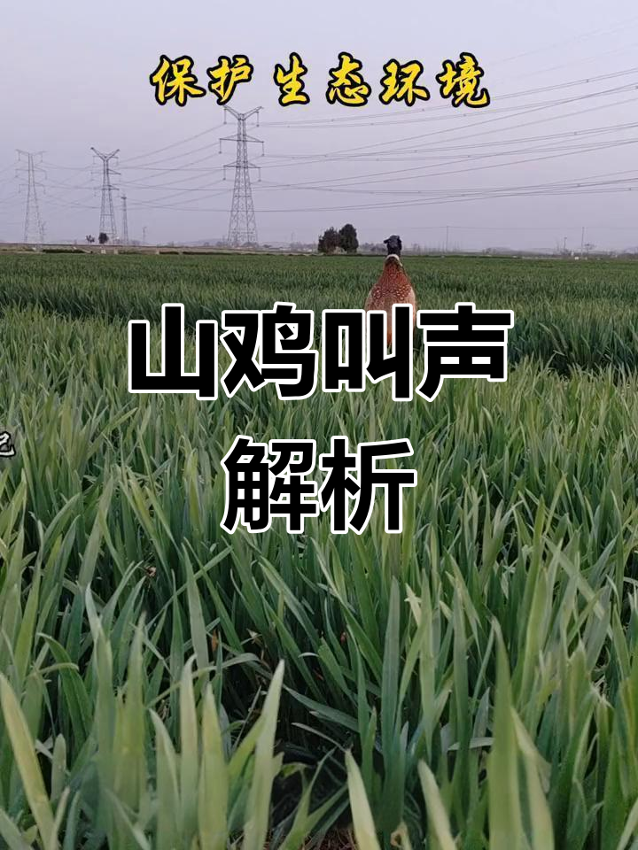 七彩山鸡的叫声是什么?