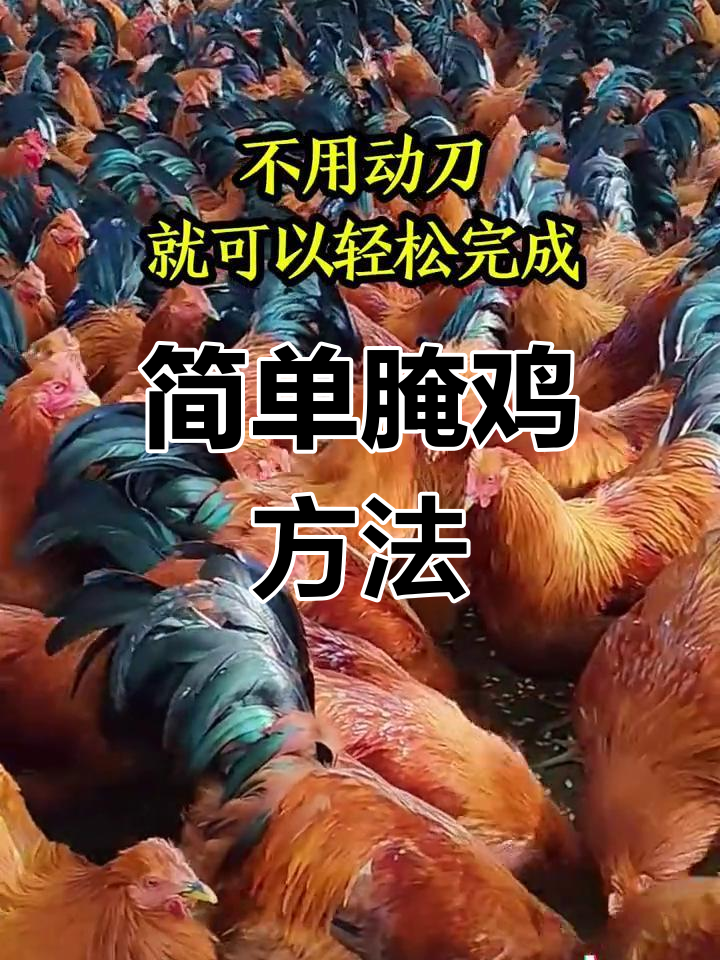 轻松阉鸡技巧,5天见效
