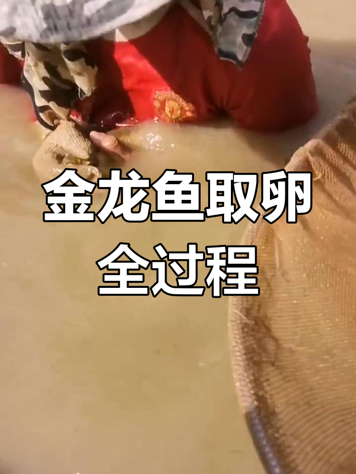 金龙鱼繁殖过程揭秘,马来西亚原产地